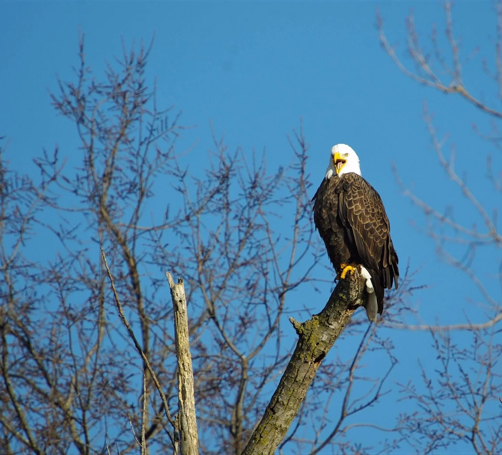Eagle+2-3-17+_+Patrick+Greenwald.jpg