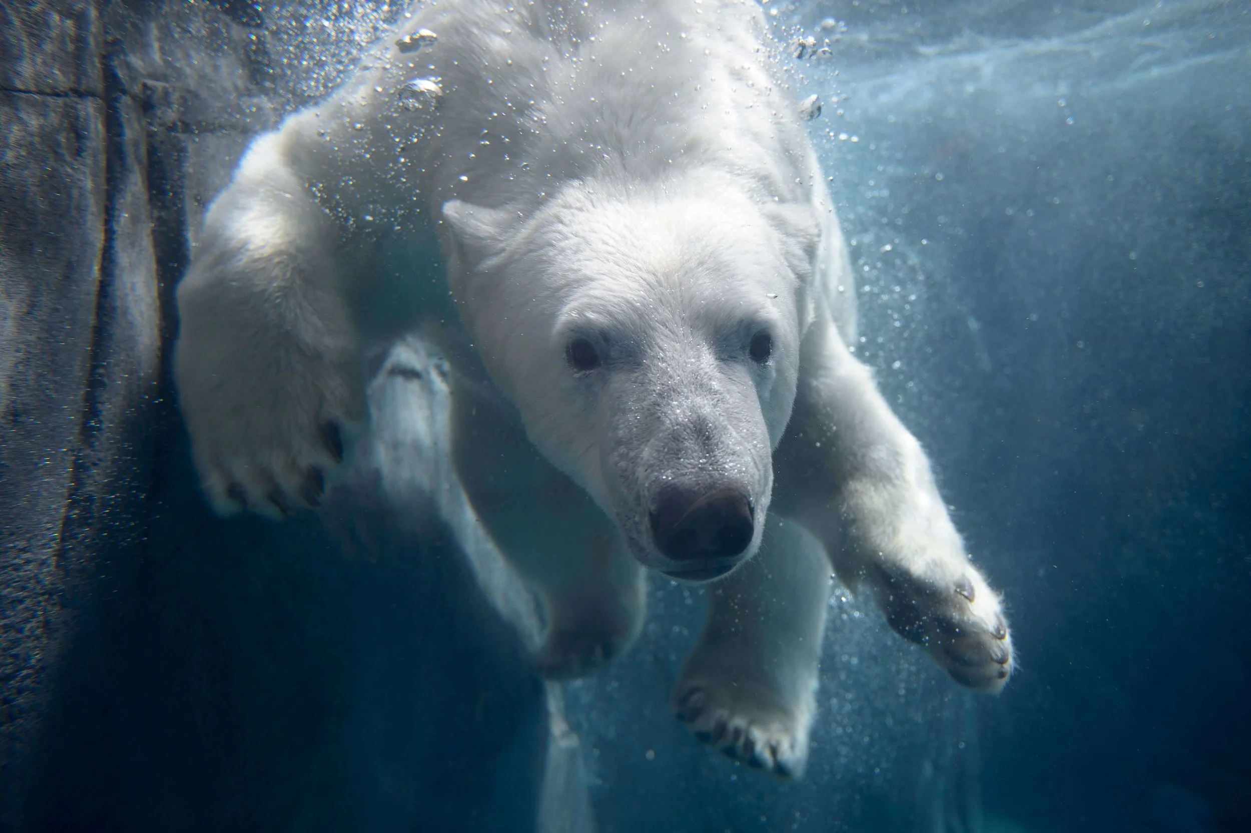 polarbear.jpeg