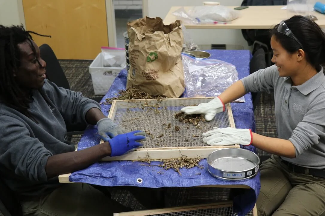 Seed processing