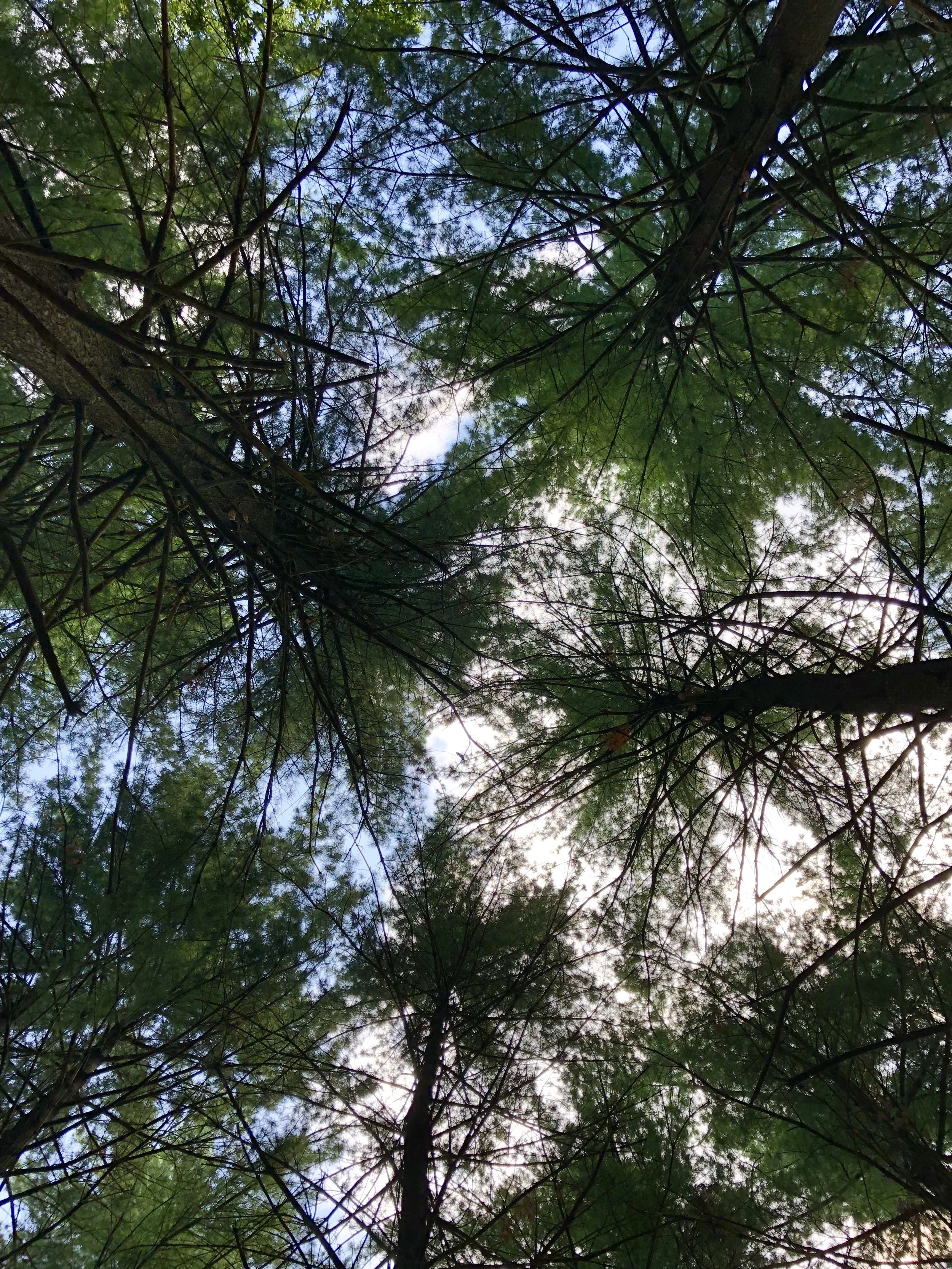 Pine Tree Circle in Kennedy Forest Walk along the dual path on Skinker and enter the chat path to Kennedy Forest and you will stumble upon this circle of unique pine trees in Kennedy Forest . Bonus tip, bring a blanket and lie down to have this fantastic perspective of the tops of the trees.