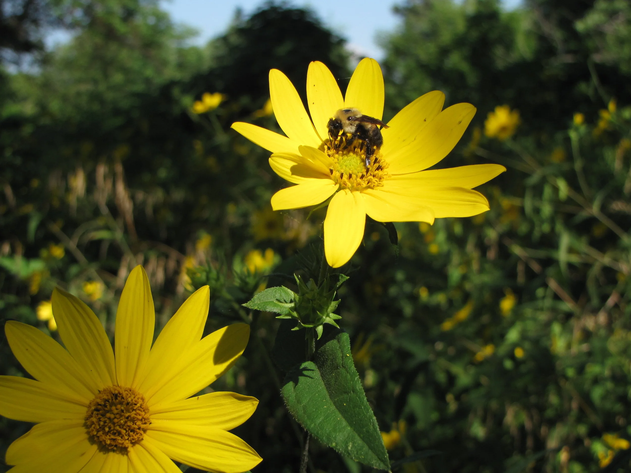 Forest Park Is Abuzz!