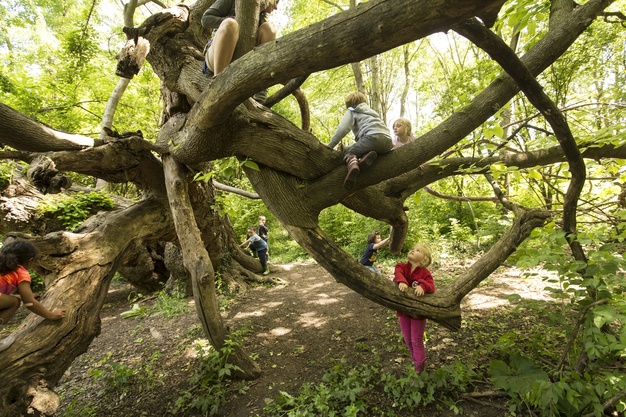  5.  This mulberry tree just northeast of Steinberg Rink can be found on a natural path east of the boardwalk. You have to see this tree with your own eyes to believe it. 