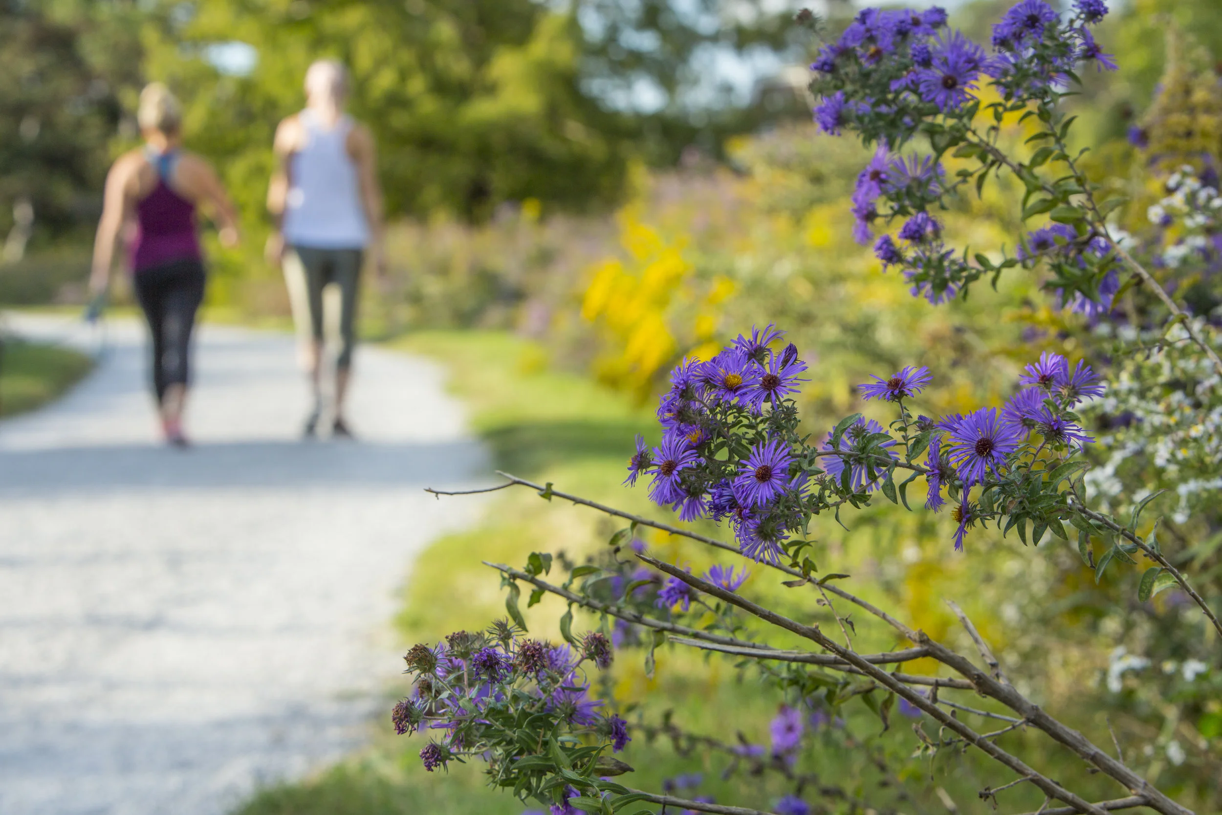 7. There are 170-acres of Nature Reserve in the Park. Be sure to check out the prairie area along the dual path next to the Fish Hatchery this time of year. The purple asters are stunning.