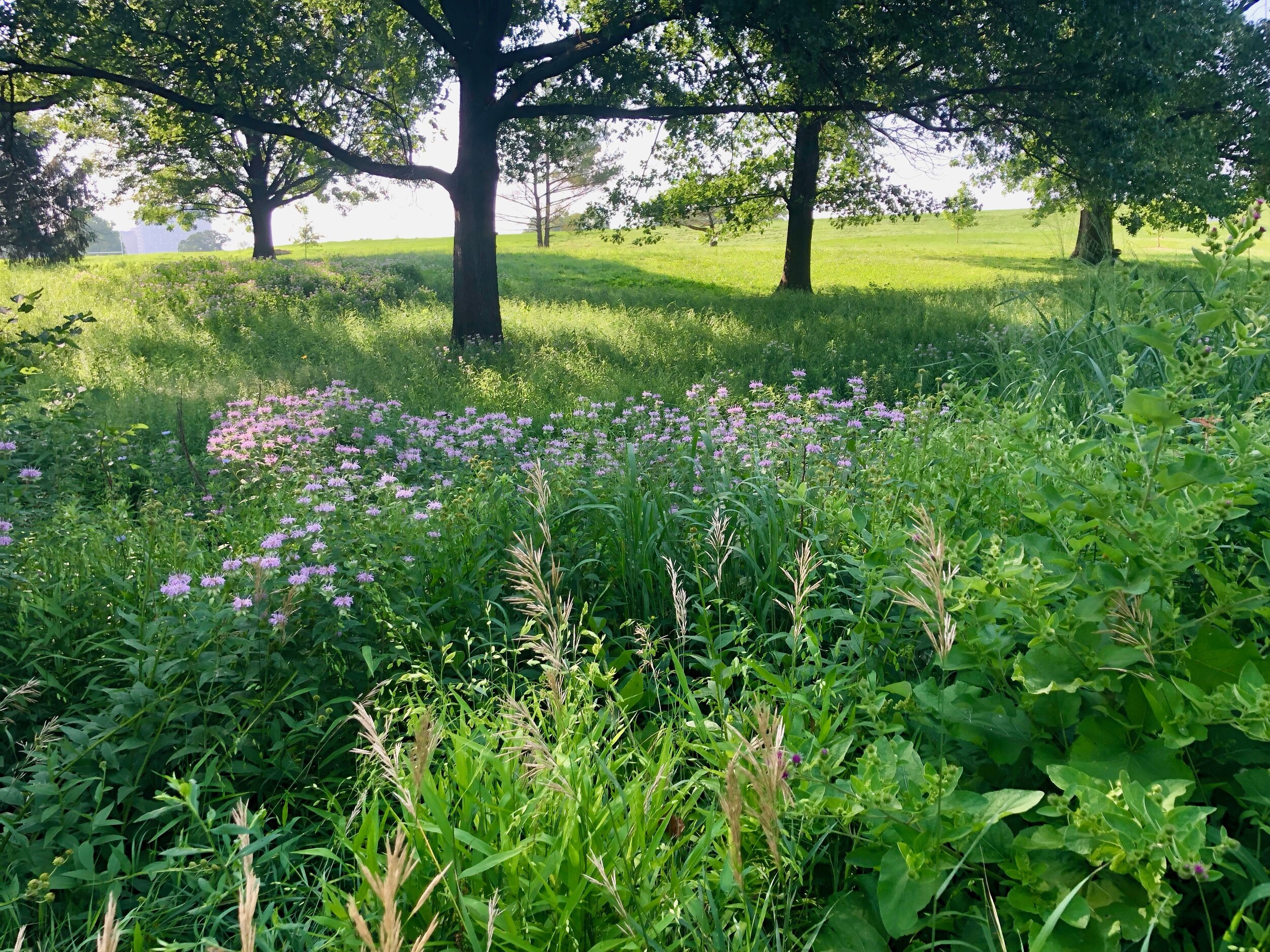 Six Beautiful, Less Visited Spots in Forest Park
