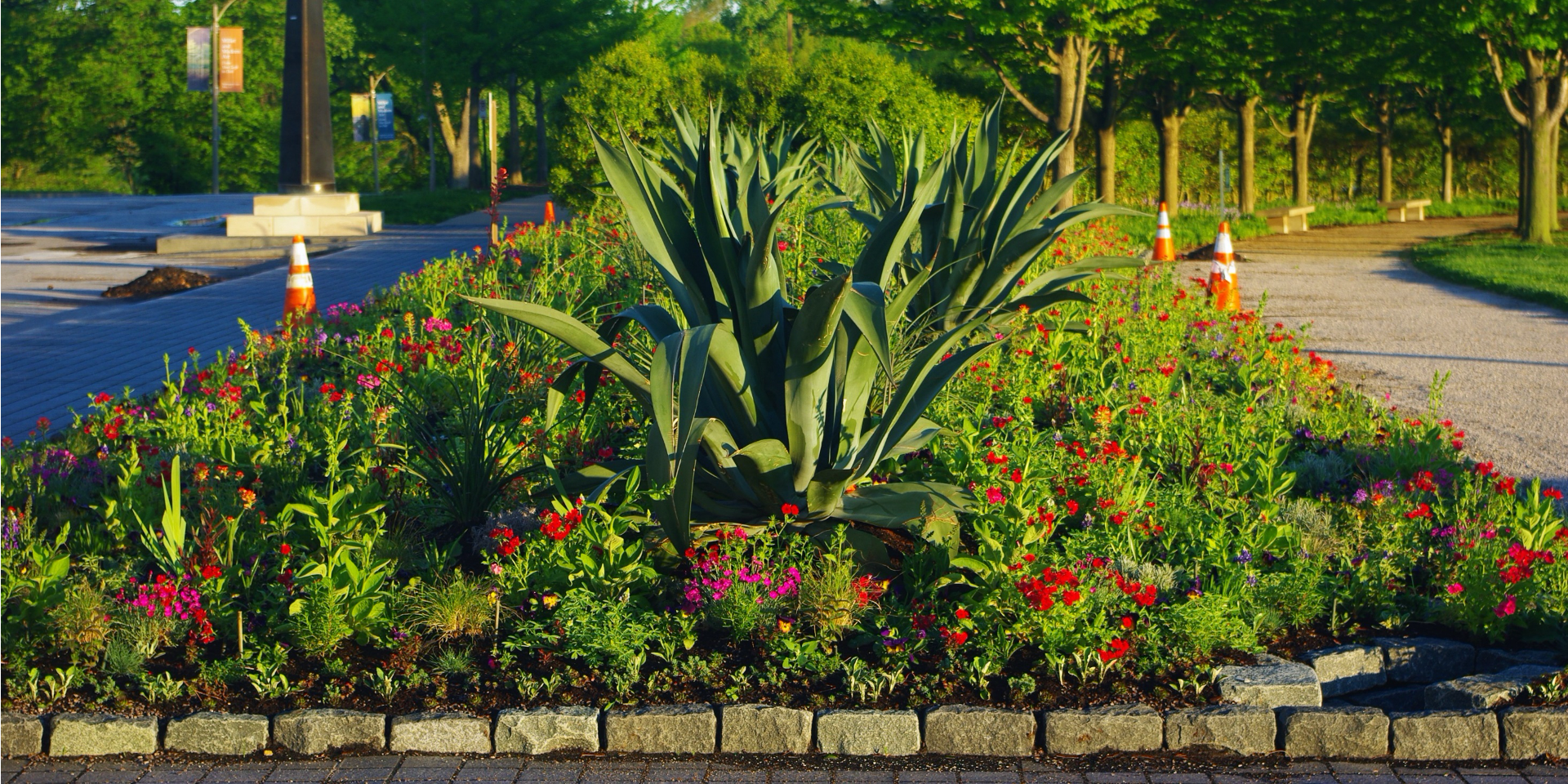 April 2020: spring Annual Phlox, Texas Bluebonnets and Texas Paintbrush began to bloom amongst the newly planted Agaves.