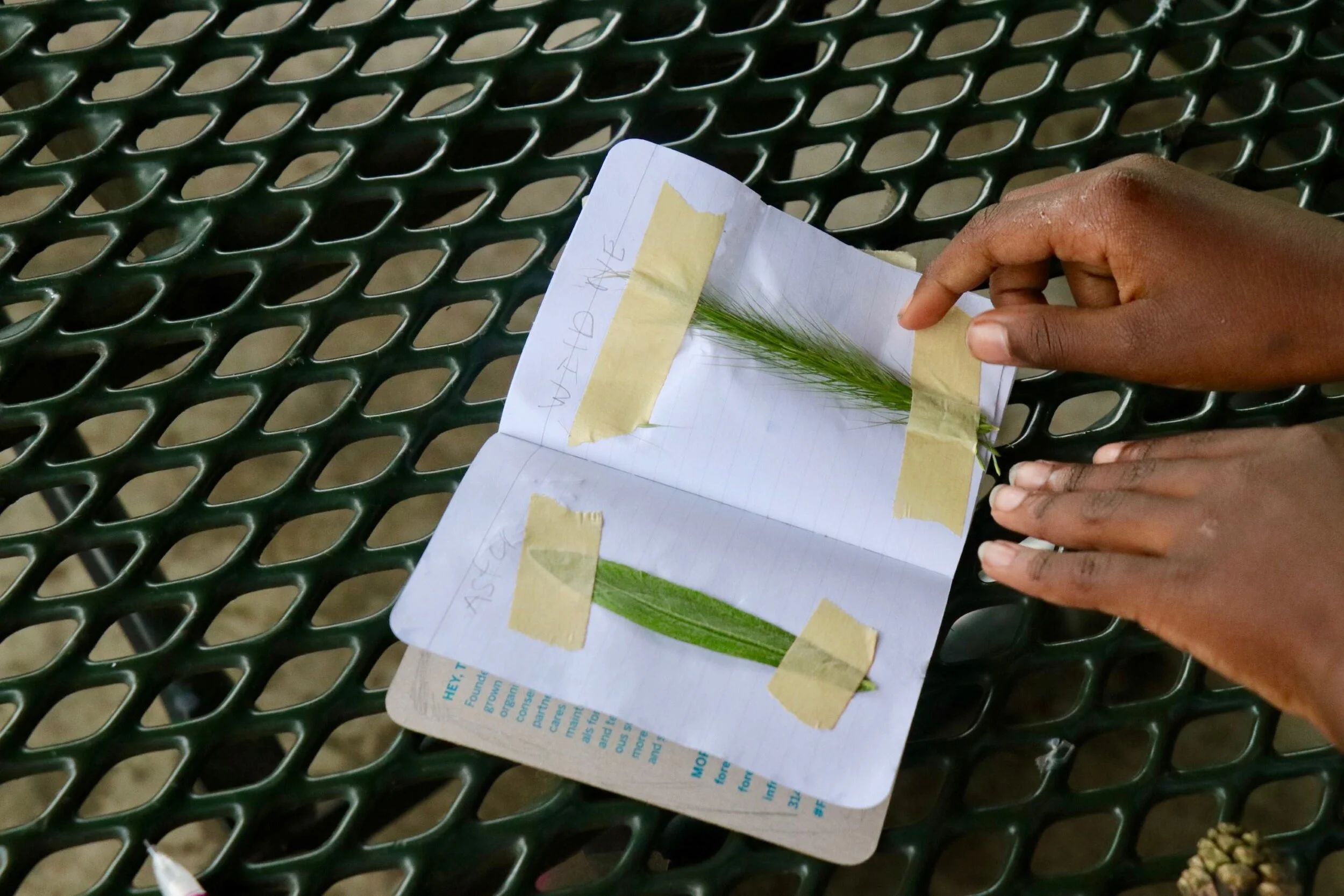 How To Keep a Nature Journal