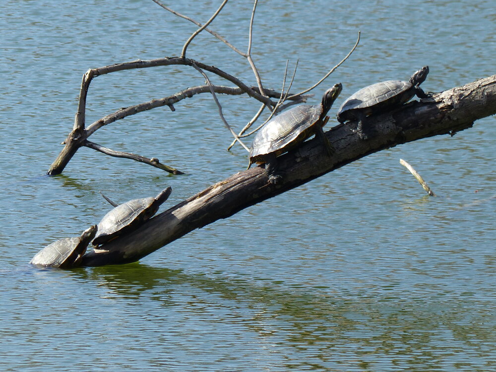Murphy Lake Turtles April 14, 2016 _ Susan Van de Riet.jpg