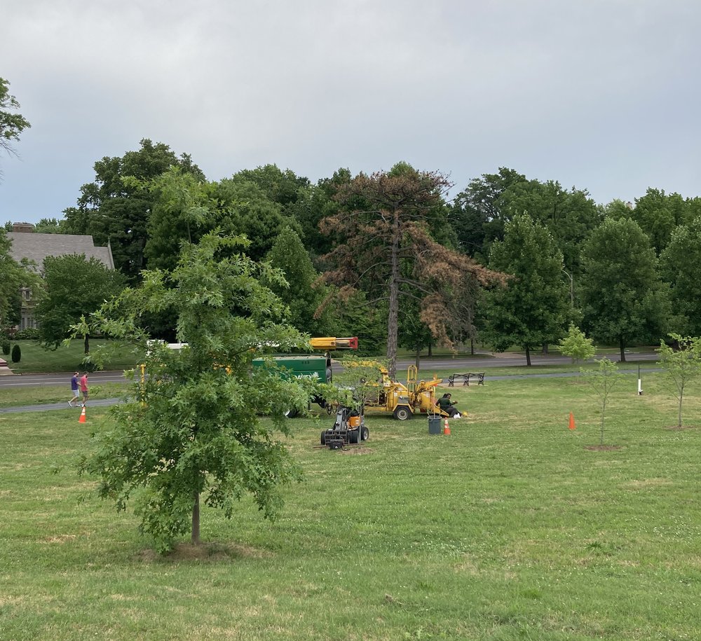 Forestry crews tree removal