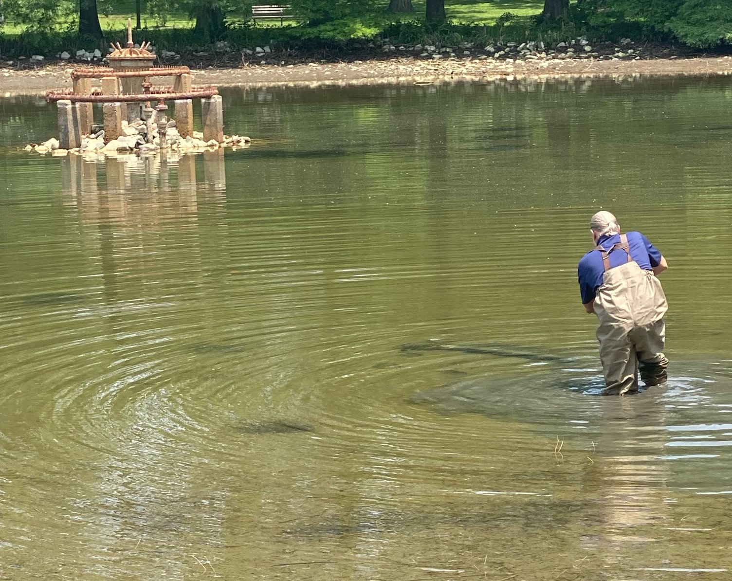 Round_Lake_Mark_wading_drain_crop.jpg