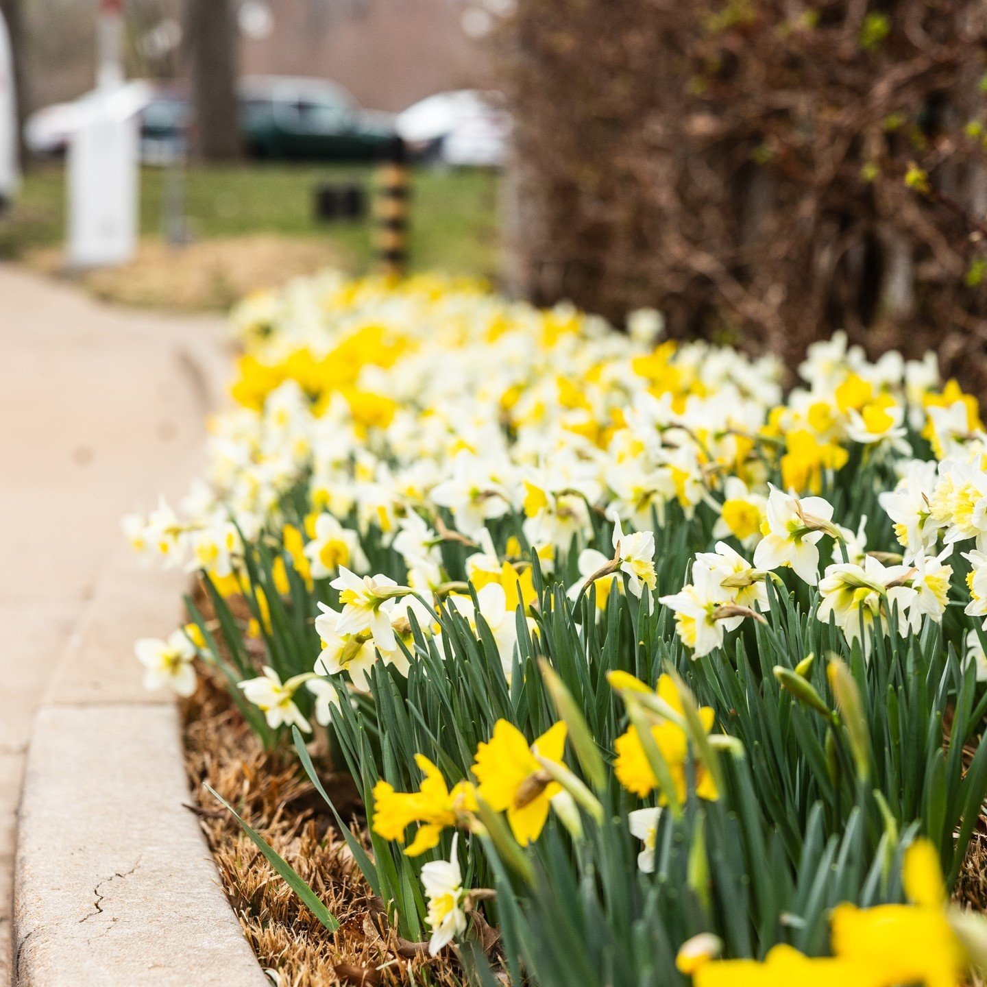 Daffodil appreciation post before they're totally gone for the season! Do you know where *this* place is in Forest Park? Swipe &gt;&gt; to &quot;visit&quot; this flowerbed from another angle.*

🔗 Link in our bio for an interactive map to Find Your W