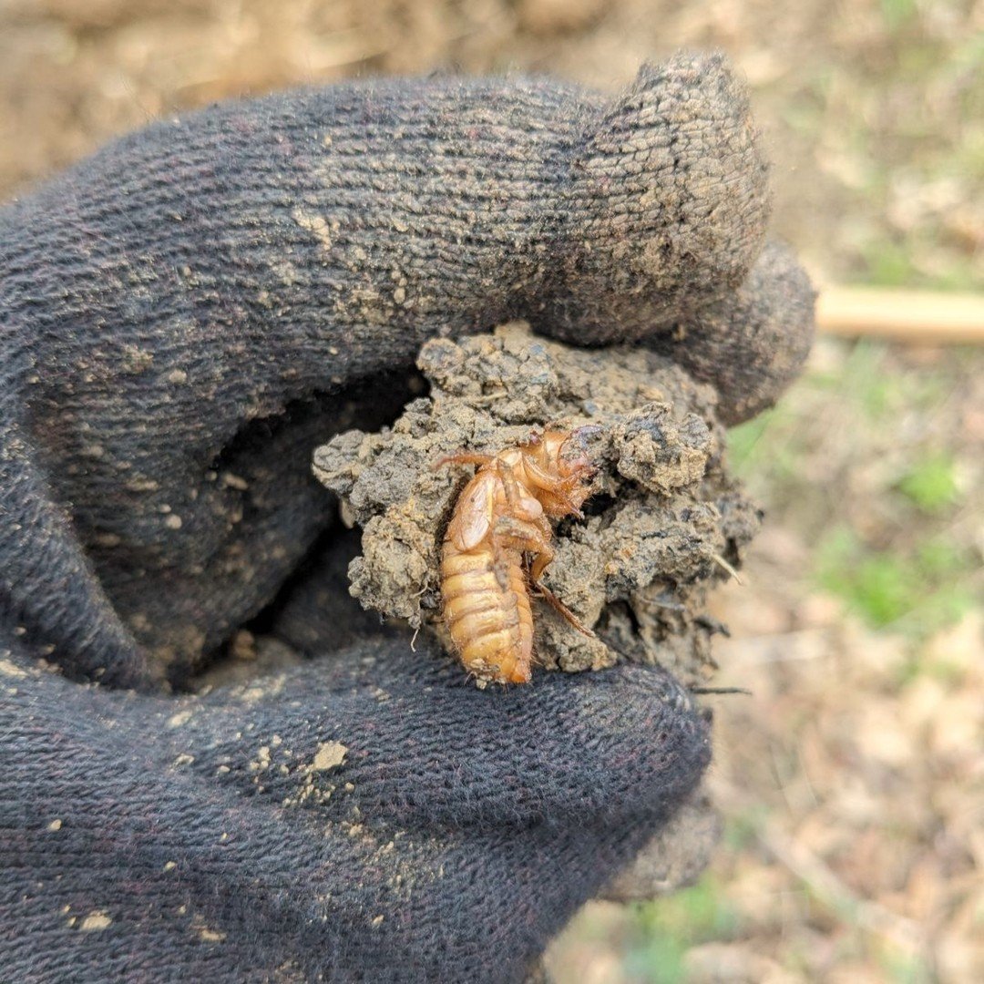 This is a cicada nymph &gt;&gt; and their friends! Don't worry, after 13 spring seasons underground, these periodical friends didn't mind us having a photoshoot before putting them back to sap off tree roots for a few more weeks. #13YearCicada 

Our 