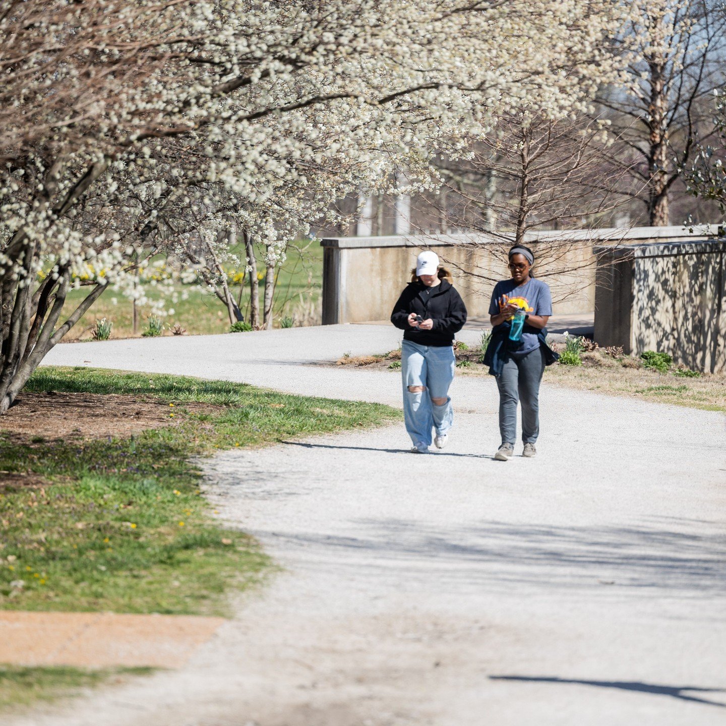 Be sure to look up and down so you don't miss any of the blooms that are bursting around the Park.
🌼 🌷 🌳 

[Image one: Two people walking underneath hundreds of white flowers blooming on thin, outstretched branches. The duo's paved trail is border