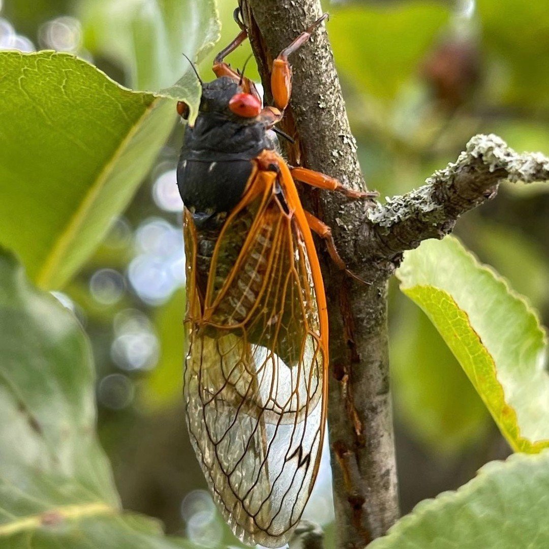 Cicadas are preparing to graduate! 🎓 The red-eyed insects of Brood 19 (aka Great Southern Brood) will soon emerge in Forest Park and around St. Louis after sapping from tree roots as nymphs for the past 13 spring seasons. 

The birds are going to ha