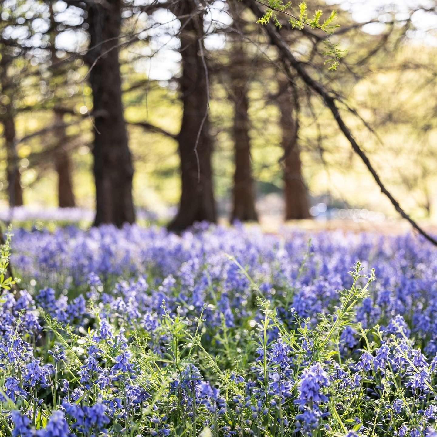 Celebrate a loved one this month with a symbolic gift of flowers. Honor someone or commemorate their accomplishment with a gift that will help maintain wildflowers and garden beds in Forest Park for future generations.

🔗 Link in our bio for details