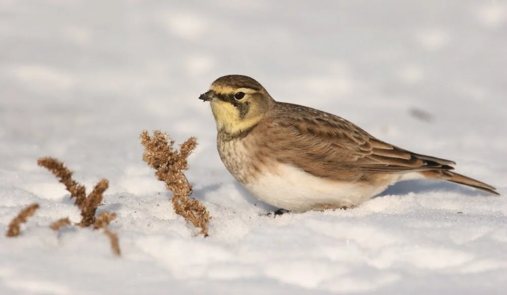 Beginner Bird Walk