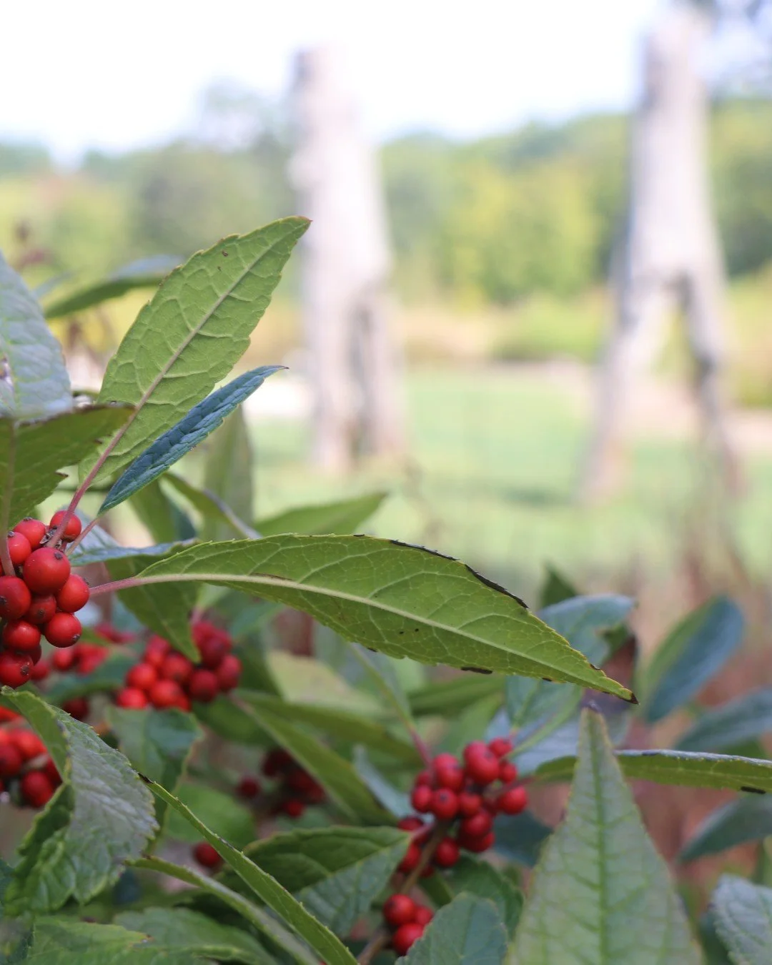 There is a lot happening in Forest Park this season. 🔗 Link in our bio for a Calendar of Park Events for some of them!

We know large events cause temporary disruptions. Even small events can impact our beloved urban habitat. That's why we work clos
