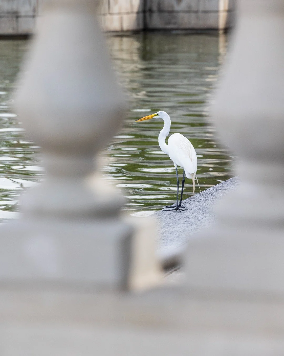 What are those? 🤍 🩶 

Join us at Forest Park's Visitor Center this Saturday (8am) for a Beginner Bird Walk.

A beginner bird walk is broadly designed to help participants see as many birds as possible, and in particular, to become familiar with a g