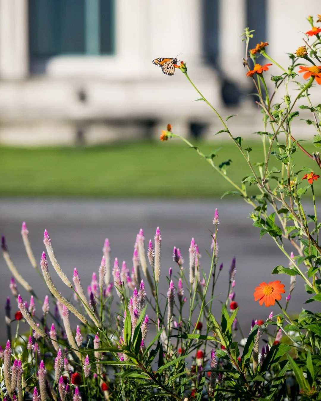 Birds aren't the only ones migrating this season. 🖤 🧡 
&quot;Most monarchs live four to six weeks, but those born at this time will have a different biological makeup that allows them to make such a strenuous migration.&quot; @grow_native 

#Forest