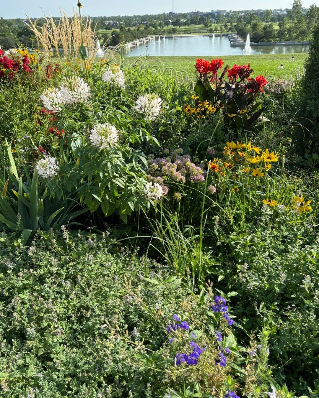 Nature is full of surprises. 🪲 Summer droughts caused failed reproduction in many plants and lot of flowers in our region have shriveled. But, according to Forest Park Ecologist, pollinators and beetles are going to have a great year! 

🔗 Link in o