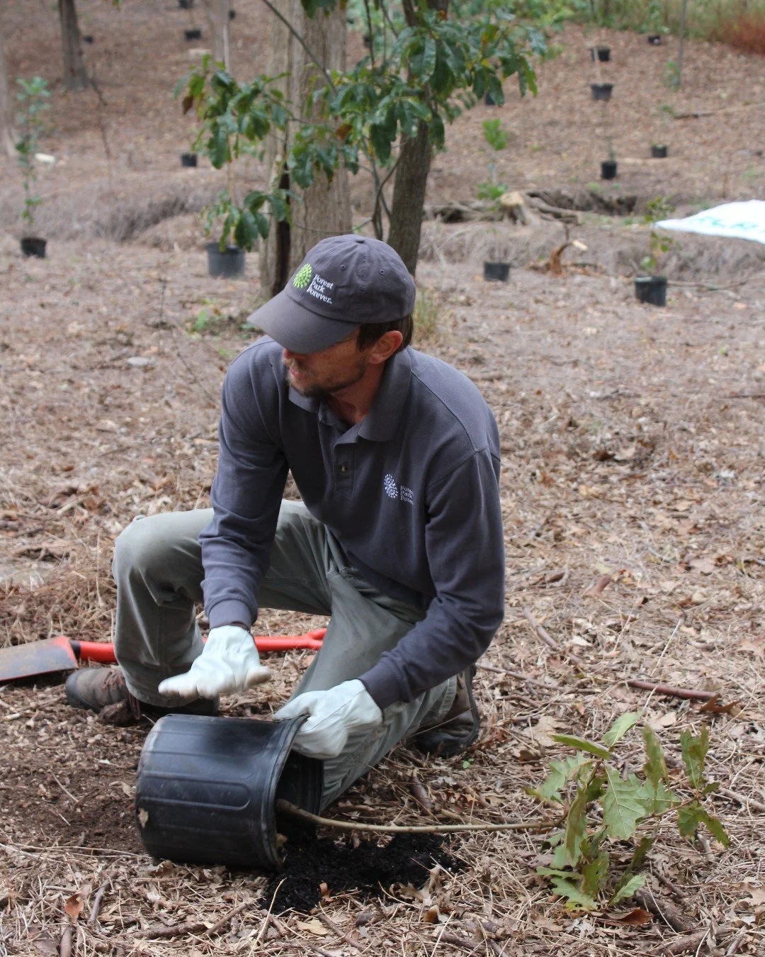 Planting trees in Forest Park is part of our seasonal work. 🌳 Before May 16, plans for this year included approximately 400 trees. We now plan to root over 2,400 trees within the next 12 months.
While many of us may never see today's sapling become