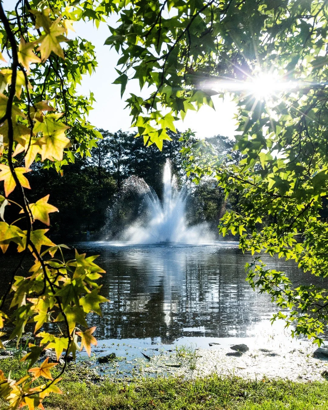 Forest Park is still our favorite green space. Forever 💚
🔗 Link in our bio to Find Your Way Around Forest Park with our interactive map. Discover Round Lake (pictured) or a new favorite place to connect with nature.
#ForestParkForever #ForestPark