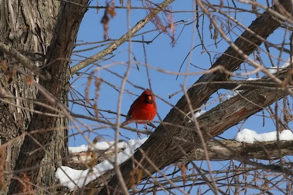 Beginner Bird Walk