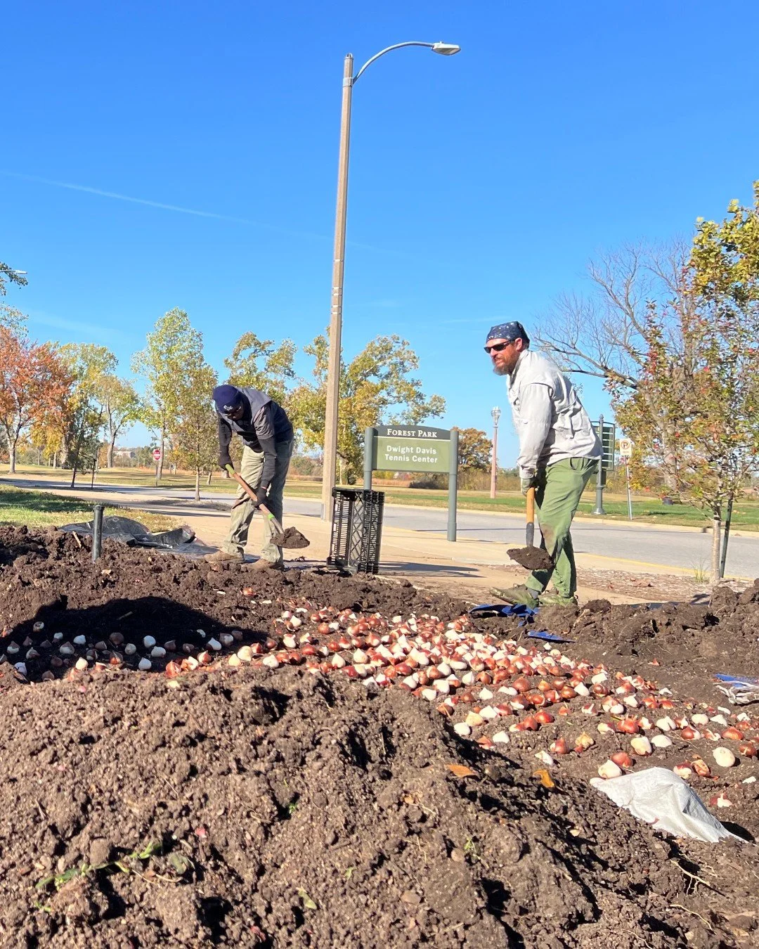 It's planting season and over 150,000 bulbs were recently delivered. So, we planted bulbs all over Forest Park last week. We will probably be hand-placing all this week too. Spring is going to be beautiful 🤩

#ForestParkForever #ForestParkStL #Fores