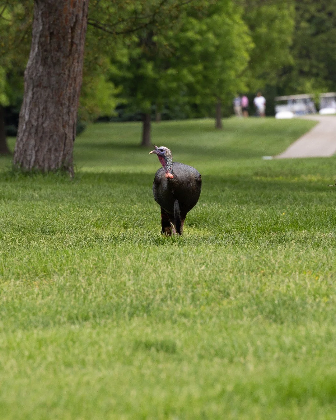 Forest Park is a place for us all 🧡 Happy Thursday from St. Louis City 🦃

#ForestParkForever #ForestParkStL #ForestParkStLouis #ForestPark #ForestParkPic #KidsInForestPark #StL #StLouis #ForestParkSculpture #GiveThanks2025 @StLcityGov