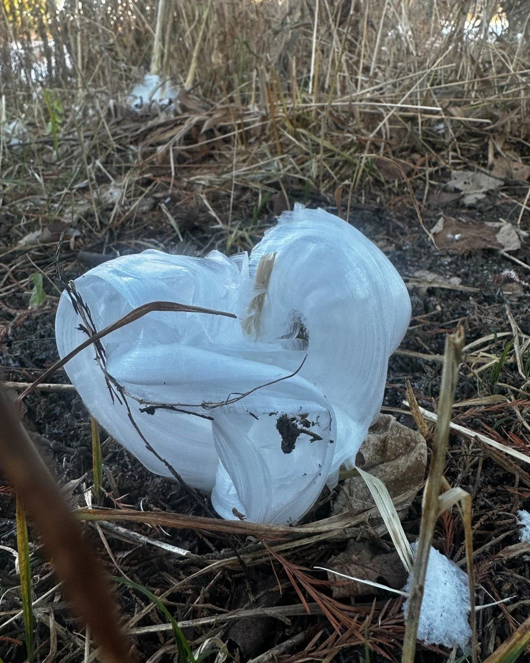 Frost flowers spotted near Picnic Island in Forest Park 🤍 

Frost flowers are delicate and beautiful but not really flowers at all. They are ribbons of ice crystals that form on the lower stems of plants on mornings in the late autumn and early spri