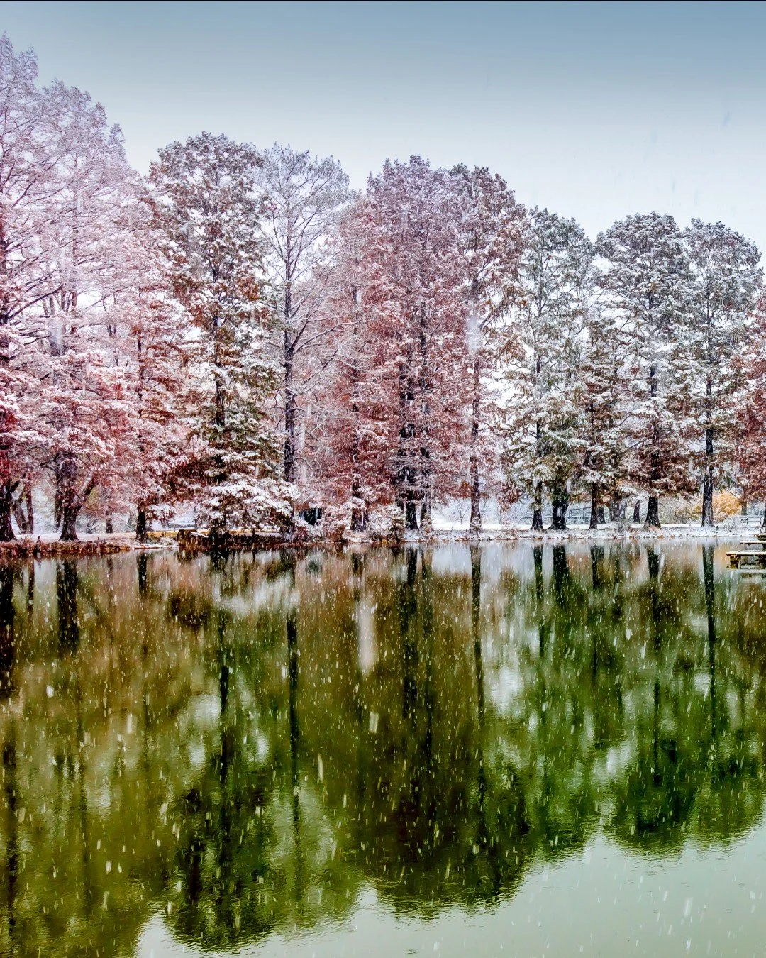 Send season&rsquo;s greetings from Forest Park and sustain its beauty with our holiday cards. These snow-covered cypress trees along Round Lake's shoreline are featured in our 2019 design (on sale). Cards do not include the year printed.

💌 Link in 