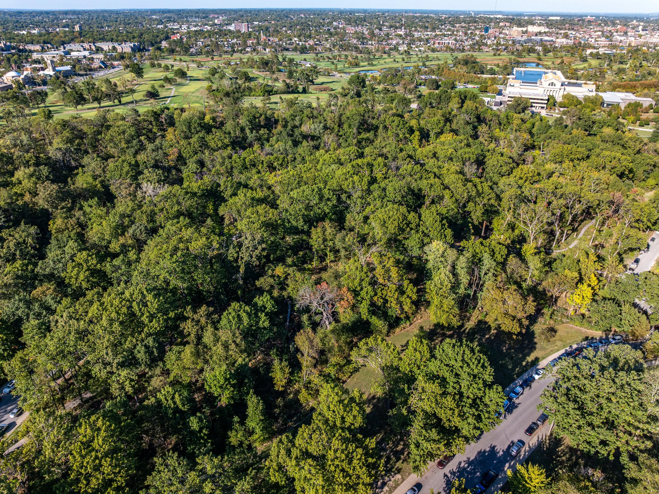 Kennedy Forest 2.jpg