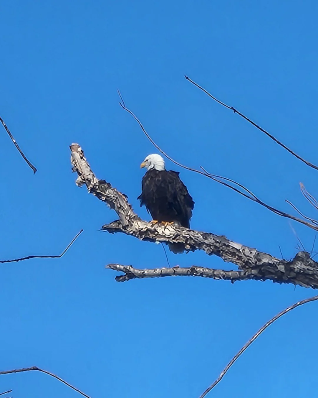 Tag that friend who doesn't believe eagles dwell in urban areas 🦅 because this one lives in St. Louis city. #ForestParkForever

#ForestParkStL #ForestParkStLouis #ForestPark #ForestParkPic #KidsInForestPark #ForestParkSculpture @stlcitygov