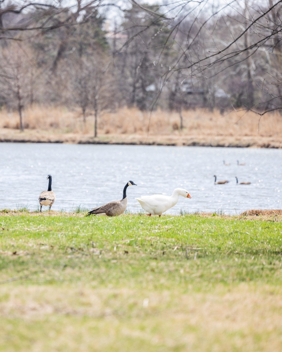 It's a beautiful day and there is room for everyone in Forest Park! 

#ForestParkForever #ForestParkStL #ForestParkStLouis  #ForestParkPic #KidsInForestPark