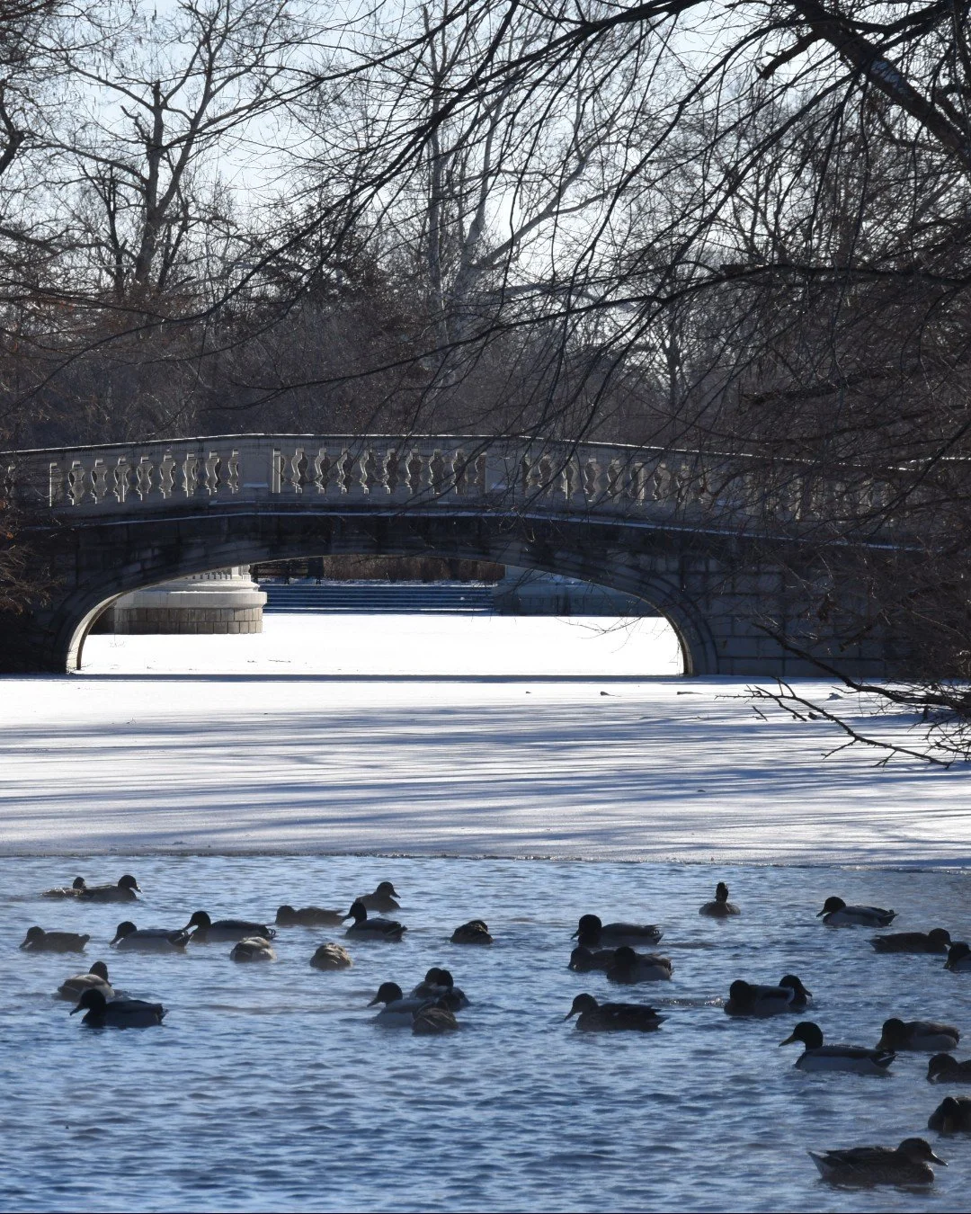 Didn't get invited on the cousin walk this year? 🐦 Join fellow bird enthusiasts in Forest Park for the next Beginner Bird Walk tomorrow! 

Meet at the Dennis &amp; Judith Jones Visitor and Education center this Saturday at 8am. ⌚ A Beginner Bird Wal