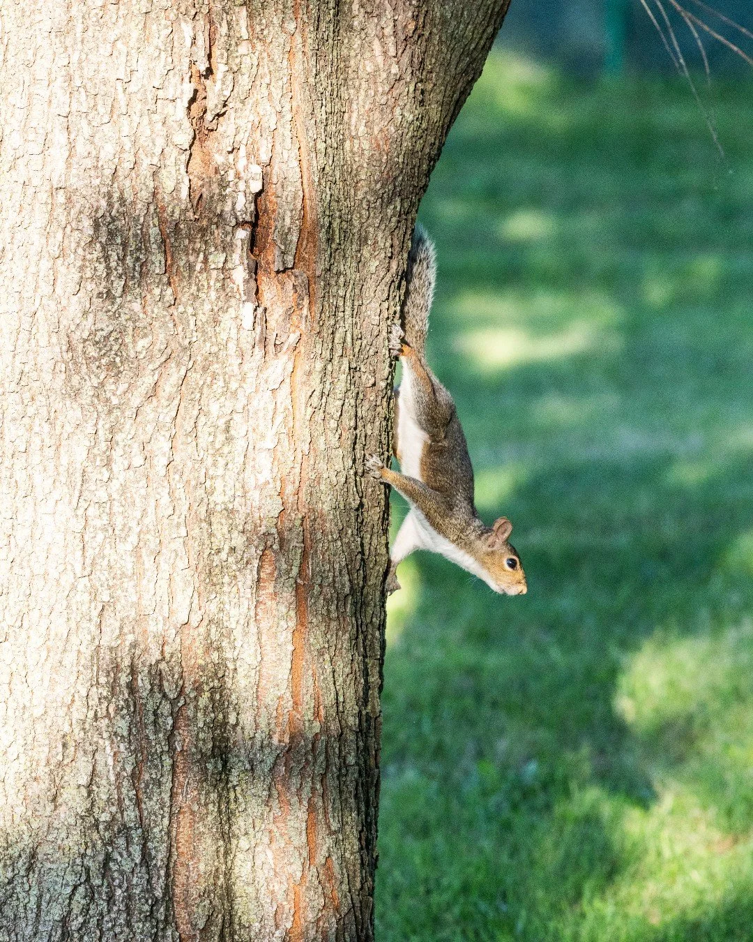 Happy squirrel appreciation day everyone!

🗣️ @moconservation Among the members of the squirrel family living in Missouri, the eastern gray and fox squirrels are the most common. Their common names are descriptive of the general coat color--the gray