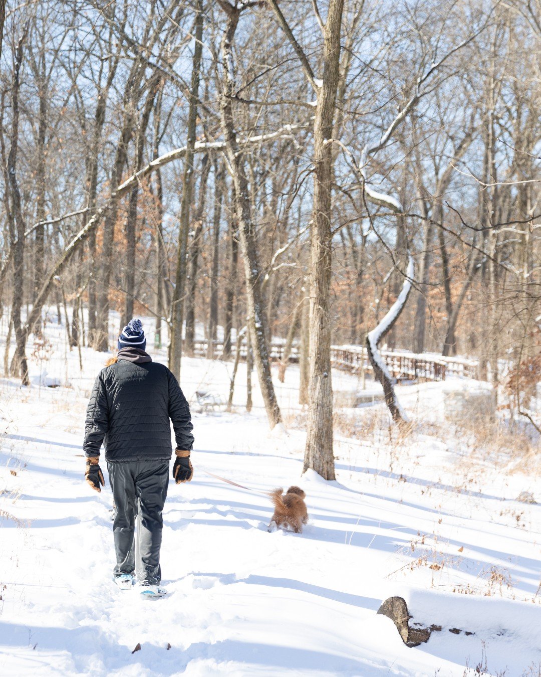 Pause for snow dogs who love Forest Park ➡️ 🐾 

#ForestParkForever #ForestParkStL #ForestParkStLouis #ForestPark #ForestParkPic #KidsInForestPark