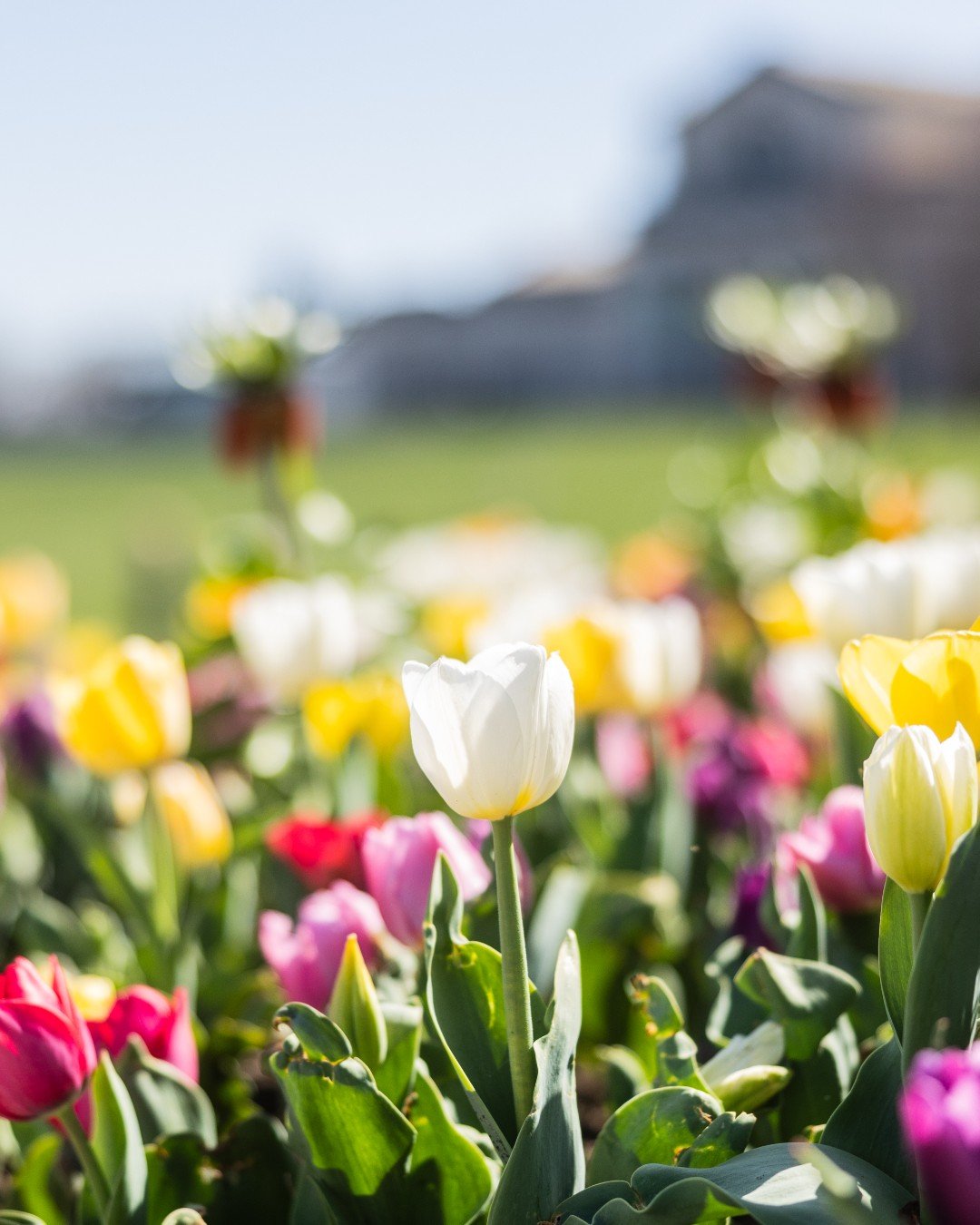Give your love flowers in Forest Park 💐 We'll send the card! 

Purchase symbolic, tribute flowers and we will send a card to thank your special person for helping us sow wildflowers and plant garden beds in the Park.

🔗 Link in our bio to "Giv