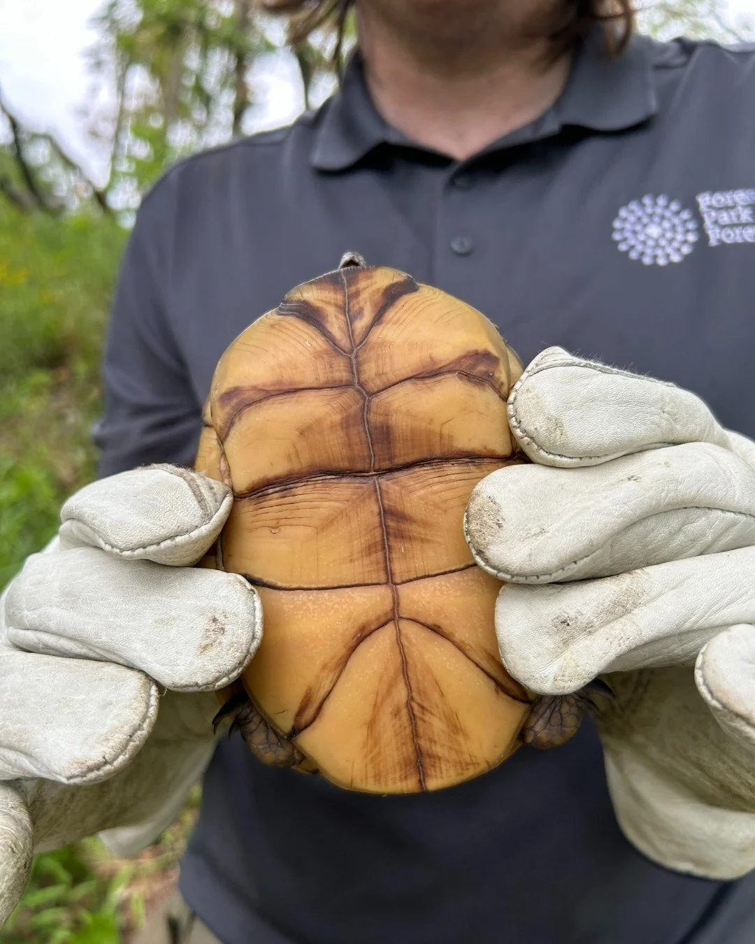 Forest Park is a thriving urban ecosystem! #ForestParkLivingLab

The @ForestParkLivingLab is a collaboration of local institutions getting a new understanding of "wildlife" by tracking several species in our urban habitat. Our Forest Park E
