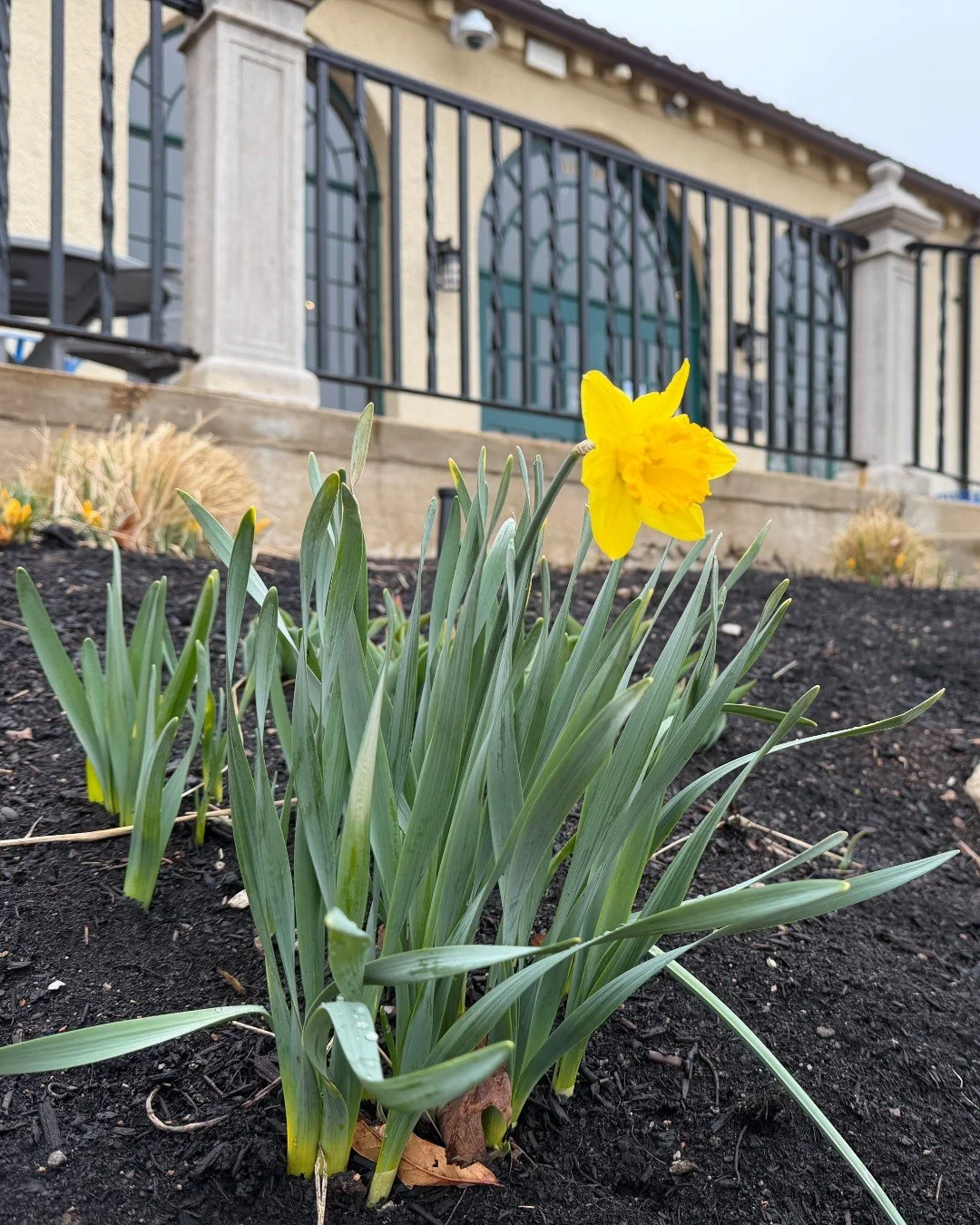 The first of many 🌼 daffodils are starting to open in Forest Park! 

#ForestParkForever #ForestParkStL #ForestParkPic #KidsInForestPark #ForestParkSculpture