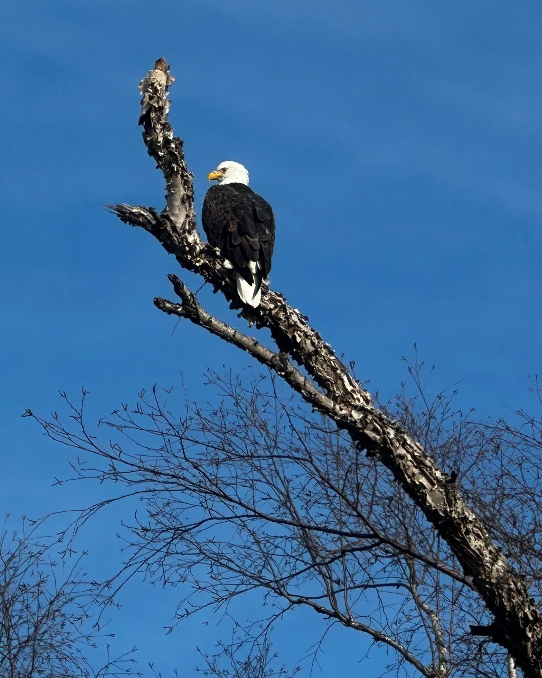 Meet the @stlaudubon at the Dennis &amp; Judith Jones Visitor and Education Center for a Beginner Bird Walk at 8am this Saturday (March 7) 🦅

Weather permitting, Bird Walks are short (two hours or less) trips along a paved path or trail. They are de