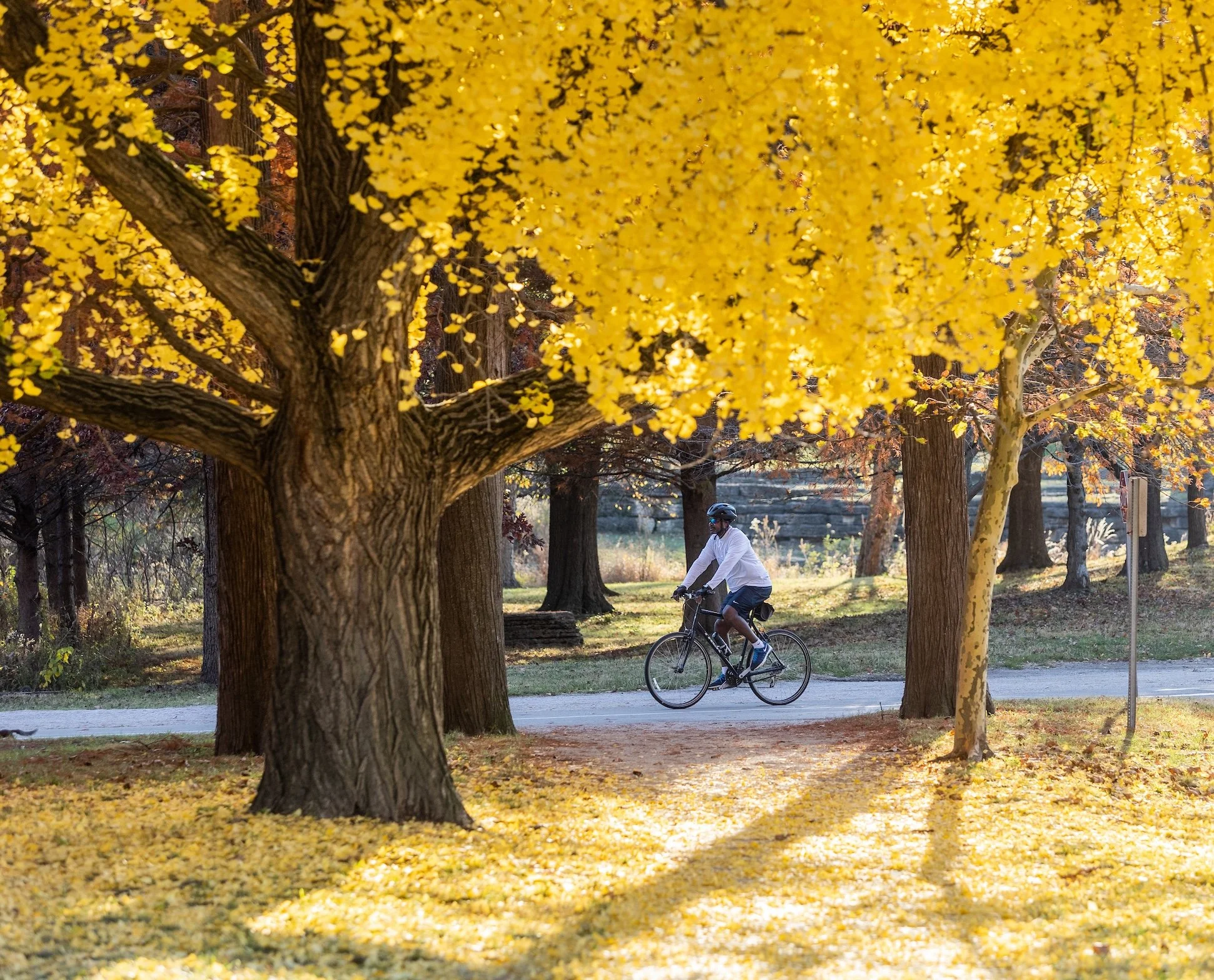 A cyclist rides on the path in fall amid a blanket of yellow leaves on the ground and in the trees.