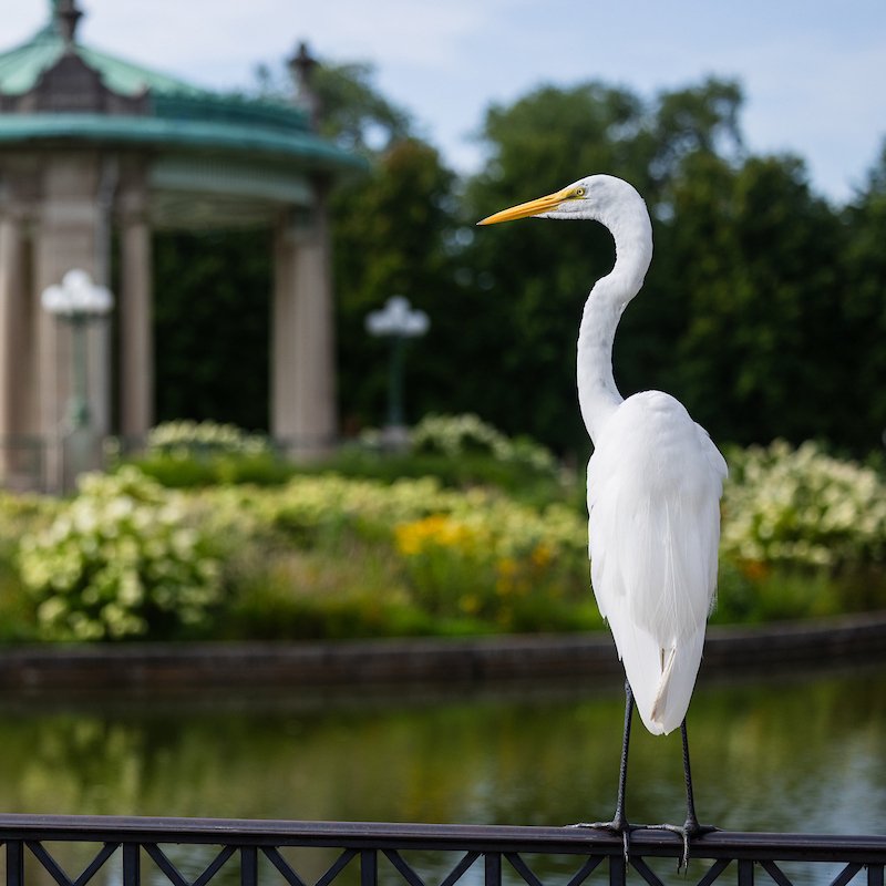 Beginner Bird Walk