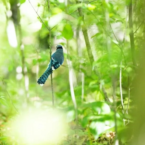 Beginner Bird Walk