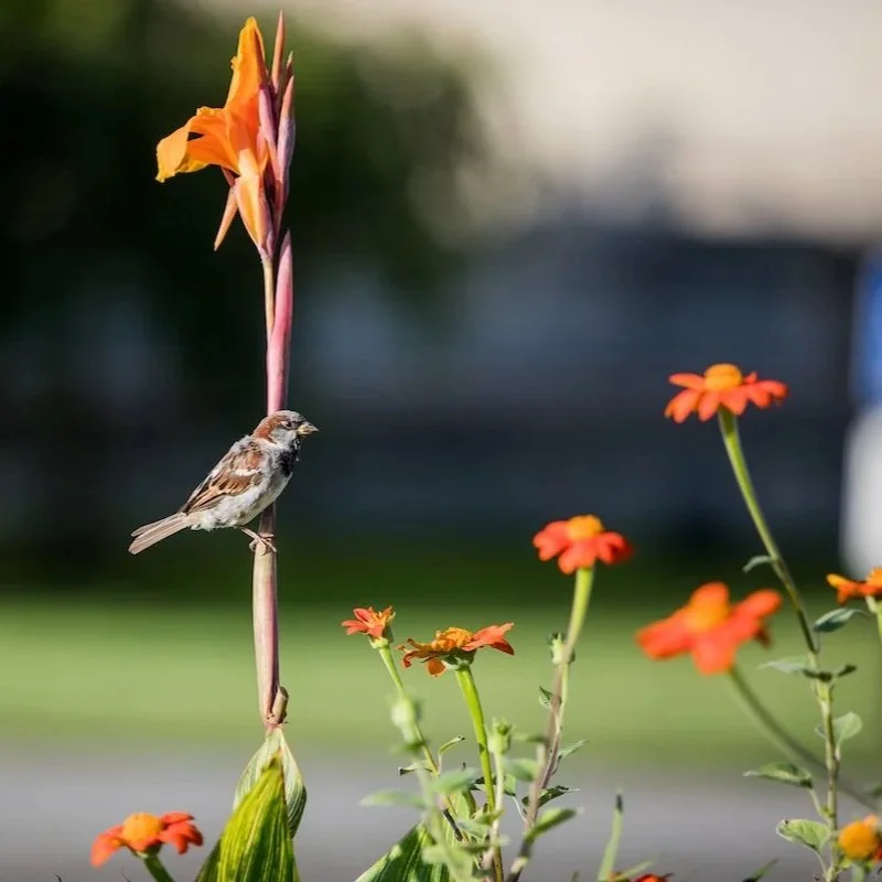 Beginner Bird Walk