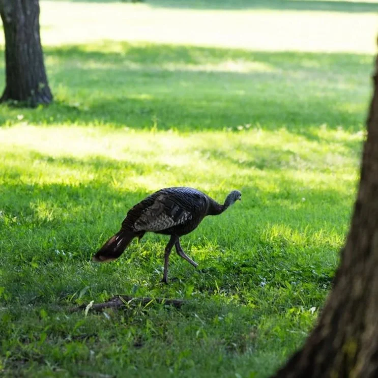 Beginner Bird Walk