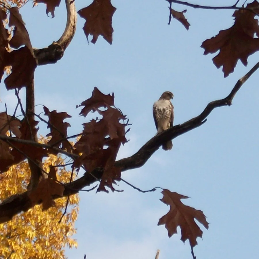 Beginner Bird Walk