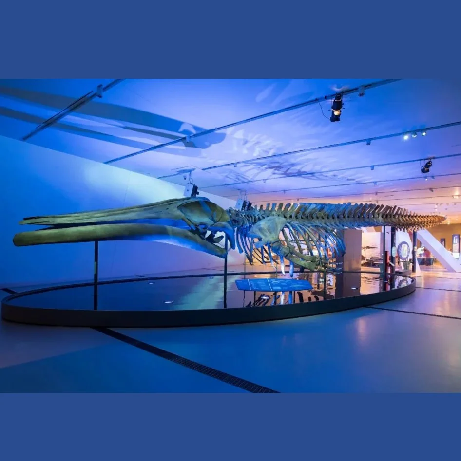(Opening Date) The Blue Whale Story