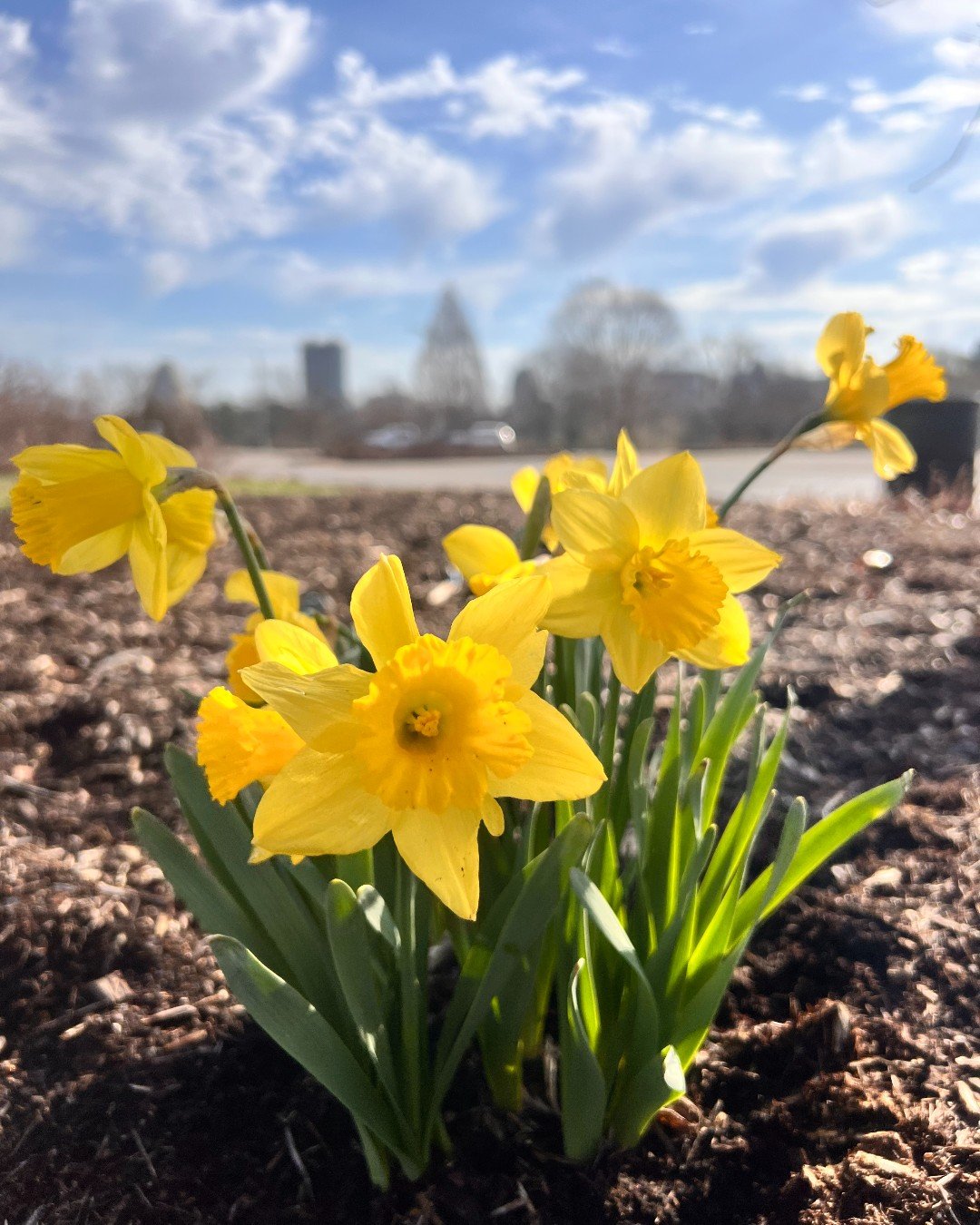 Narcissus 💛 the genus name "honors a beautiful youth who became so entranced with his own reflection that he pined away and the gods turned him into this flower." 

We totally get it 🌼 daffodils are opening everywhere in Forest Park! 
 
 