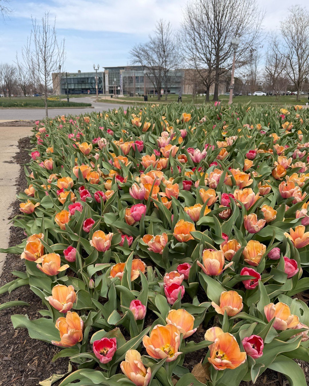 What's blooming in Forest Park right now? Over 151,600 bulbs we planted last fall, and more!

Swipe for tulips, daffodils, hyacinth, crocuses and more colorful flowers blooming across our urban habitat.🌷 🌼 🪻 🌸