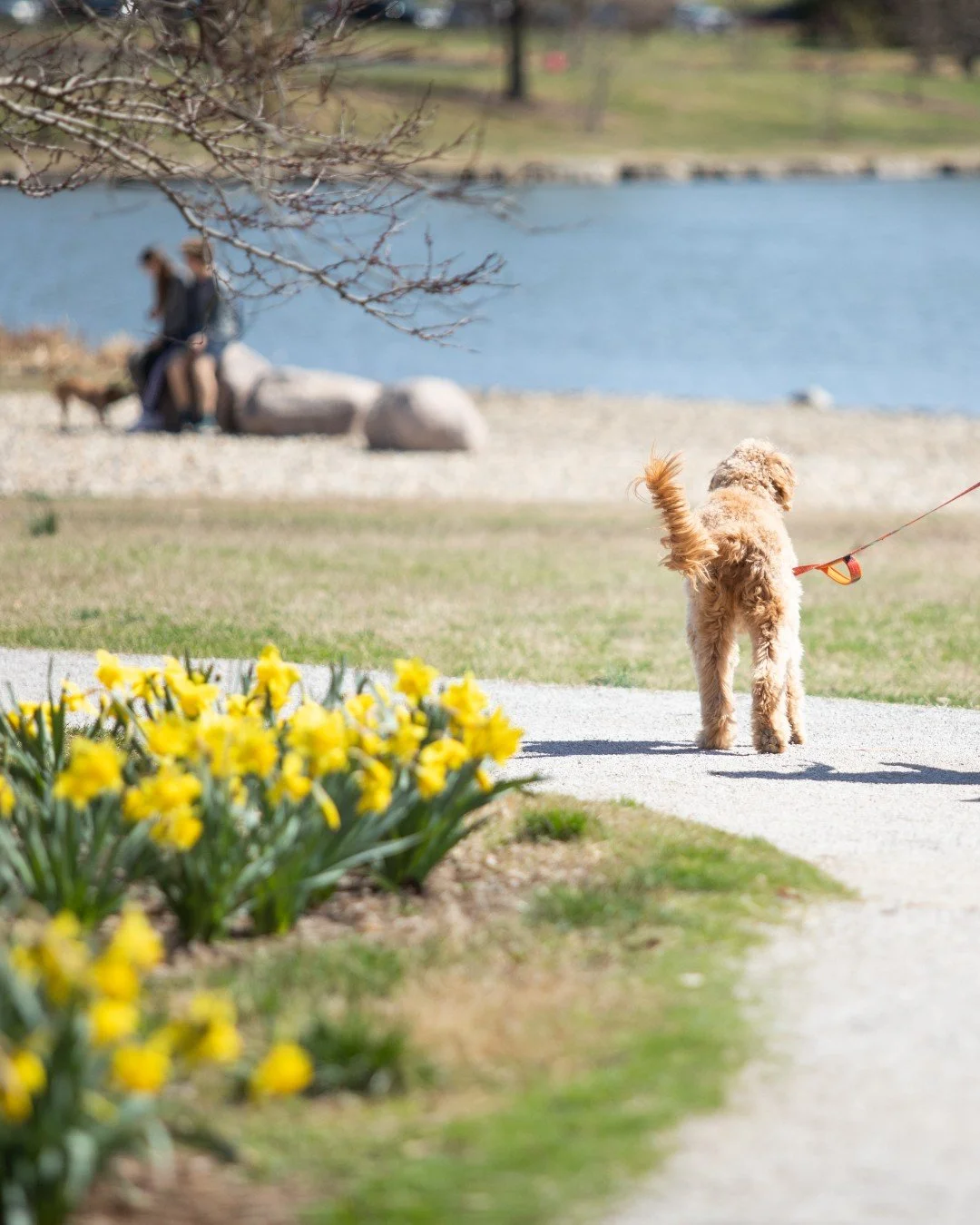 PSA - Don&rsquo;t unleash chaos. Forest Park is a beloved space for over 15.5 million visitors. Help keep it safe by following the City ordinance that requires pets in the Park be on leash:

🐾 K-9 kisses may be welcome by some &ndash; even a well-be